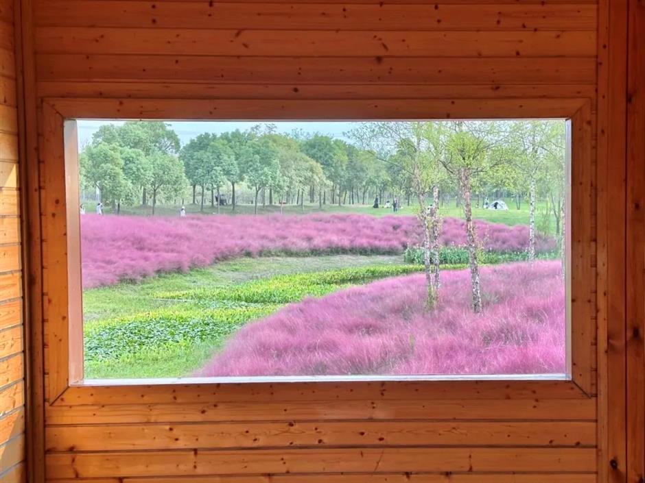 上海秋天爆火的粉色花海!阿勒泰般的美景免费打卡→