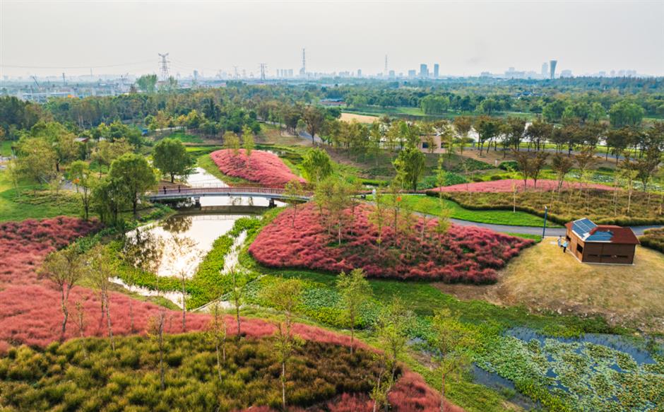 上海秋天爆火的粉色花海!阿勒泰般的美景免费打卡→