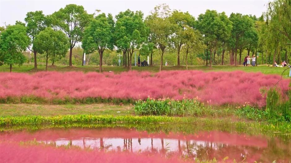 上海秋天爆火的粉色花海!阿勒泰般的美景免费打卡→