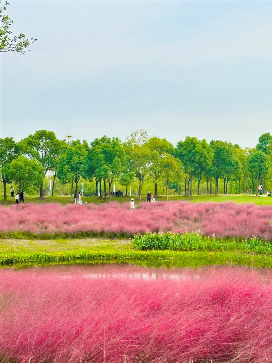 上海秋天爆火的粉色花海!阿勒泰般的美景免费打卡→