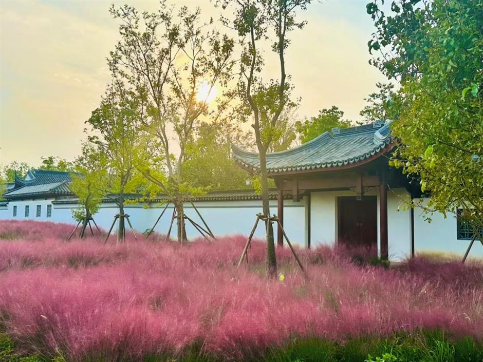 上海秋天爆火的粉色花海!阿勒泰般的美景免费打卡→