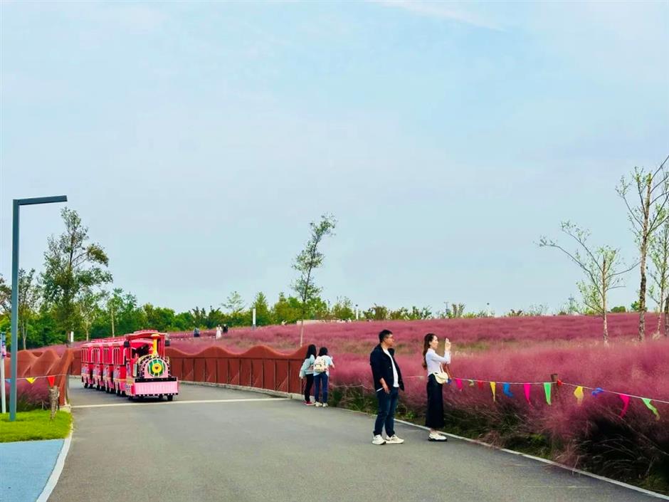 上海秋天爆火的粉色花海!阿勒泰般的美景免费打卡→