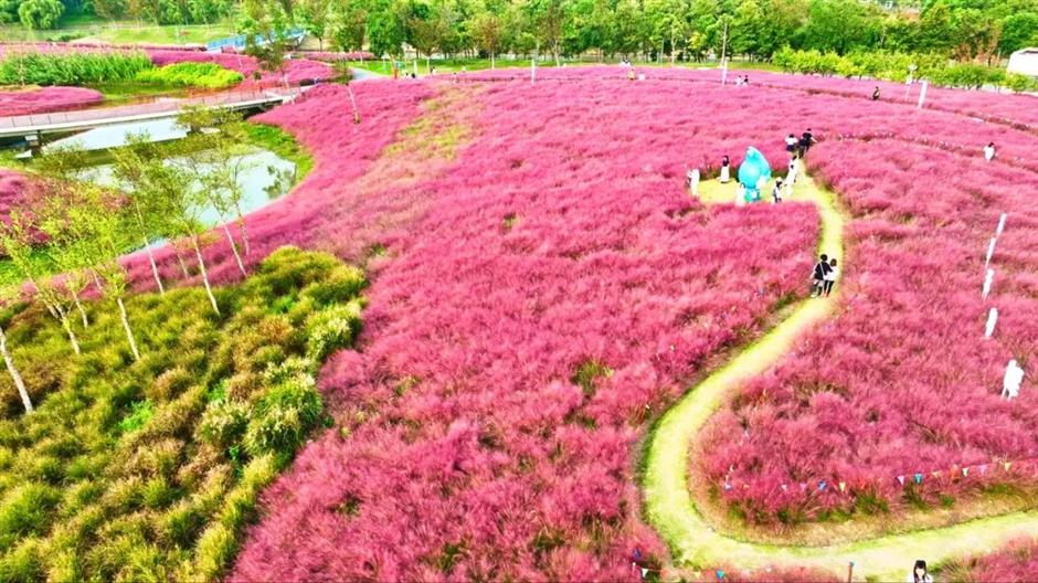 上海秋天爆火的粉色花海!阿勒泰般的美景免费打卡→