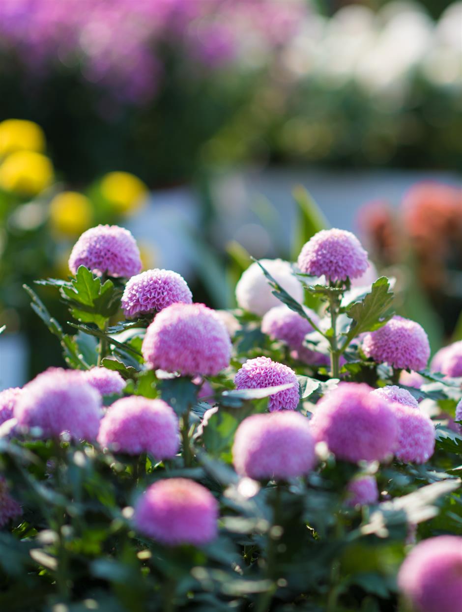 上海秋天另一「頂流」歸來!