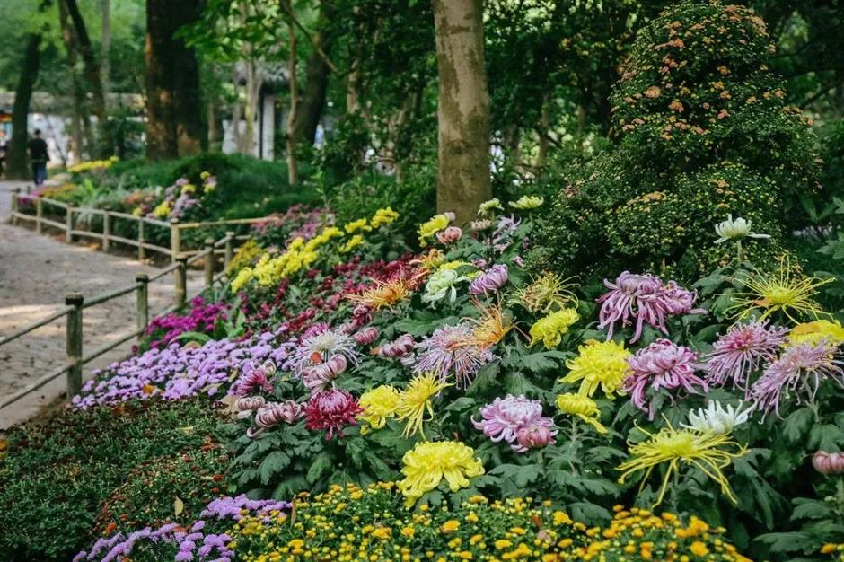 上海秋天另一「頂流」歸來!
