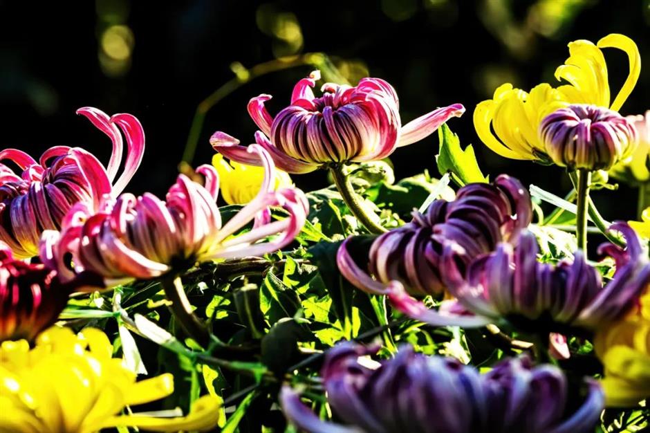 上海秋天另一「頂流」歸來!