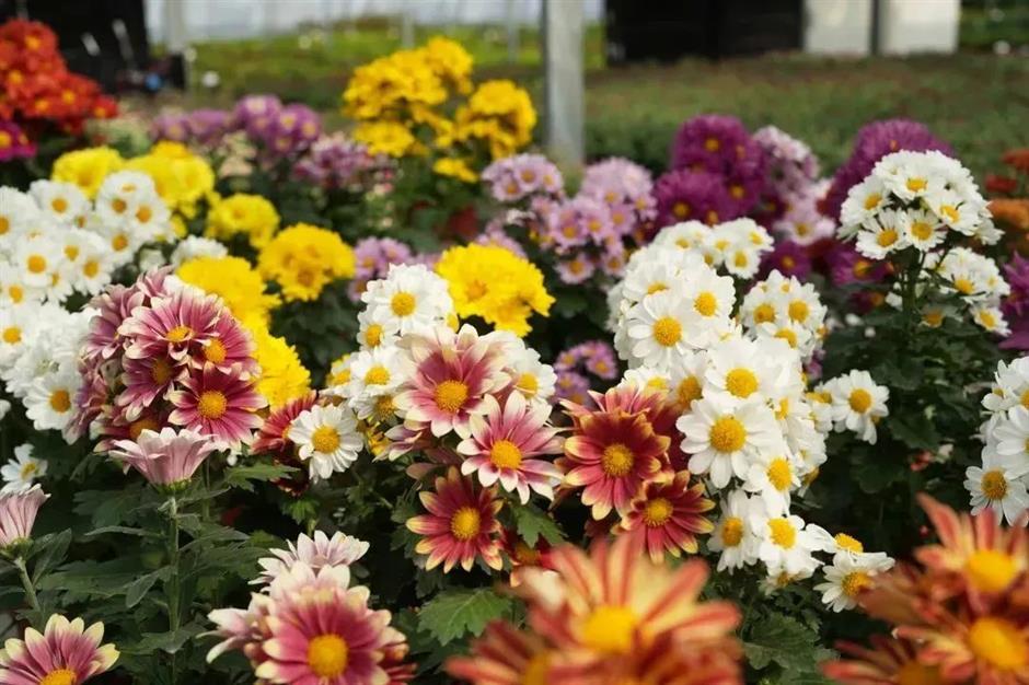 上海秋天另一「頂流」歸來!