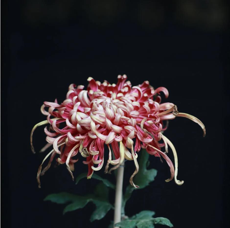 地铁旁的这座园林,藏不住了!