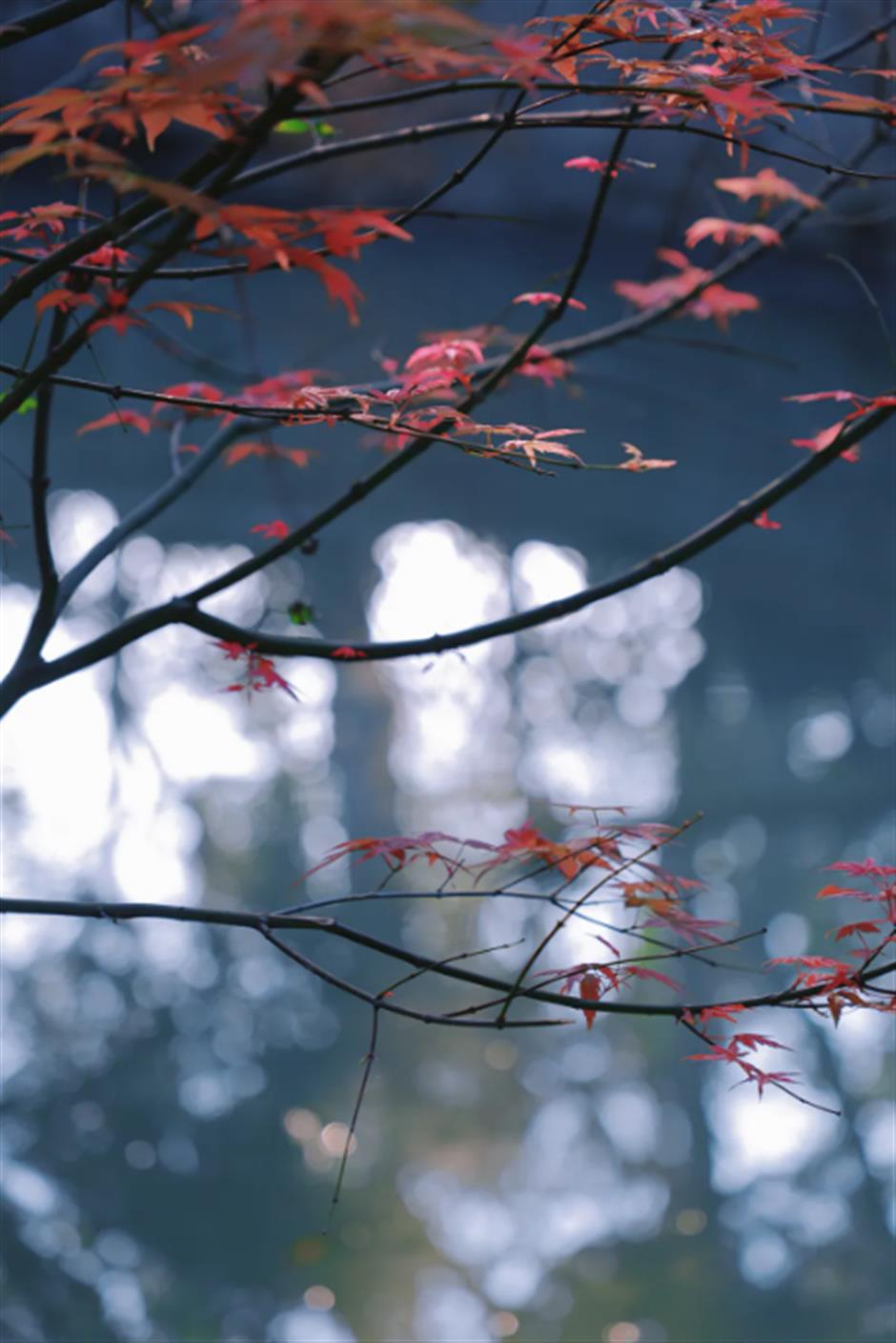 地铁旁的这座园林,藏不住了!