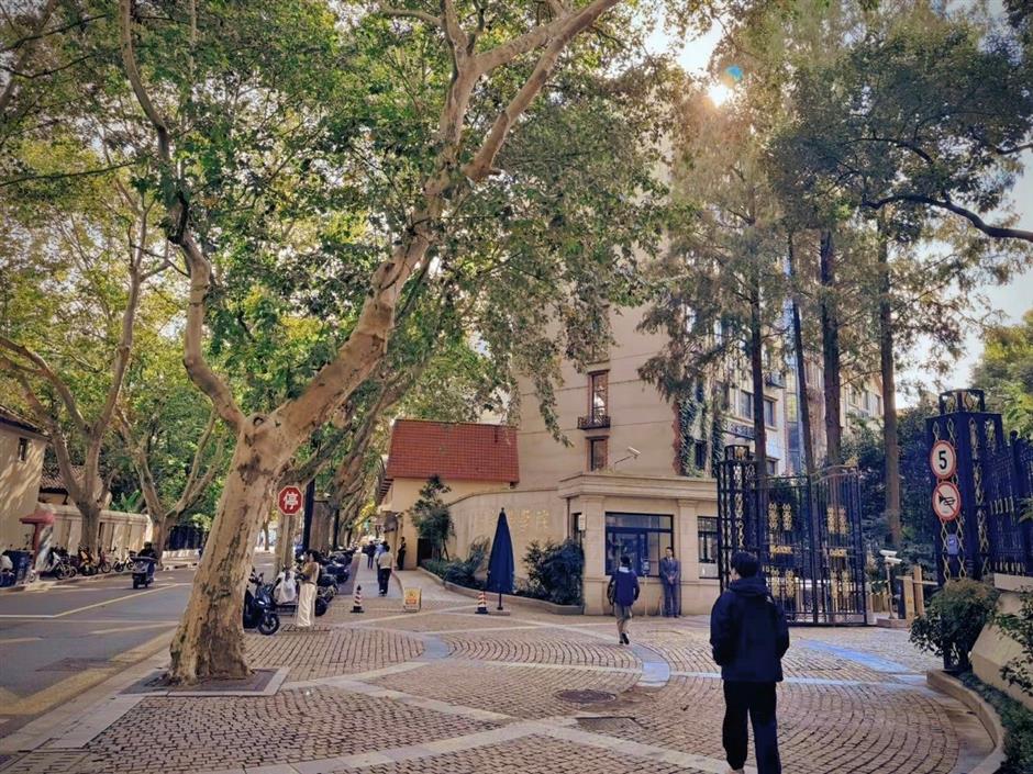 秋日濃度拉滿!去梧桐樹下盪盪小馬路吧