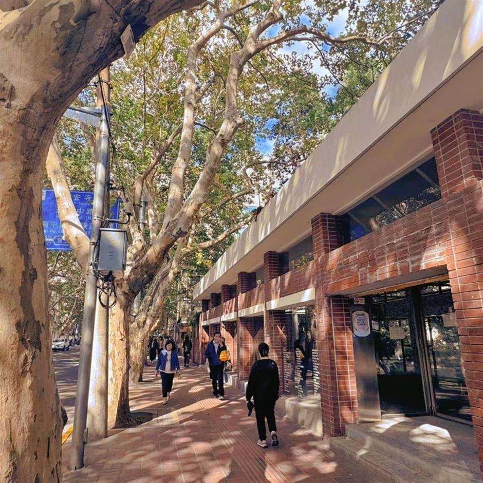 秋日濃度拉滿!去梧桐樹下盪盪小馬路吧