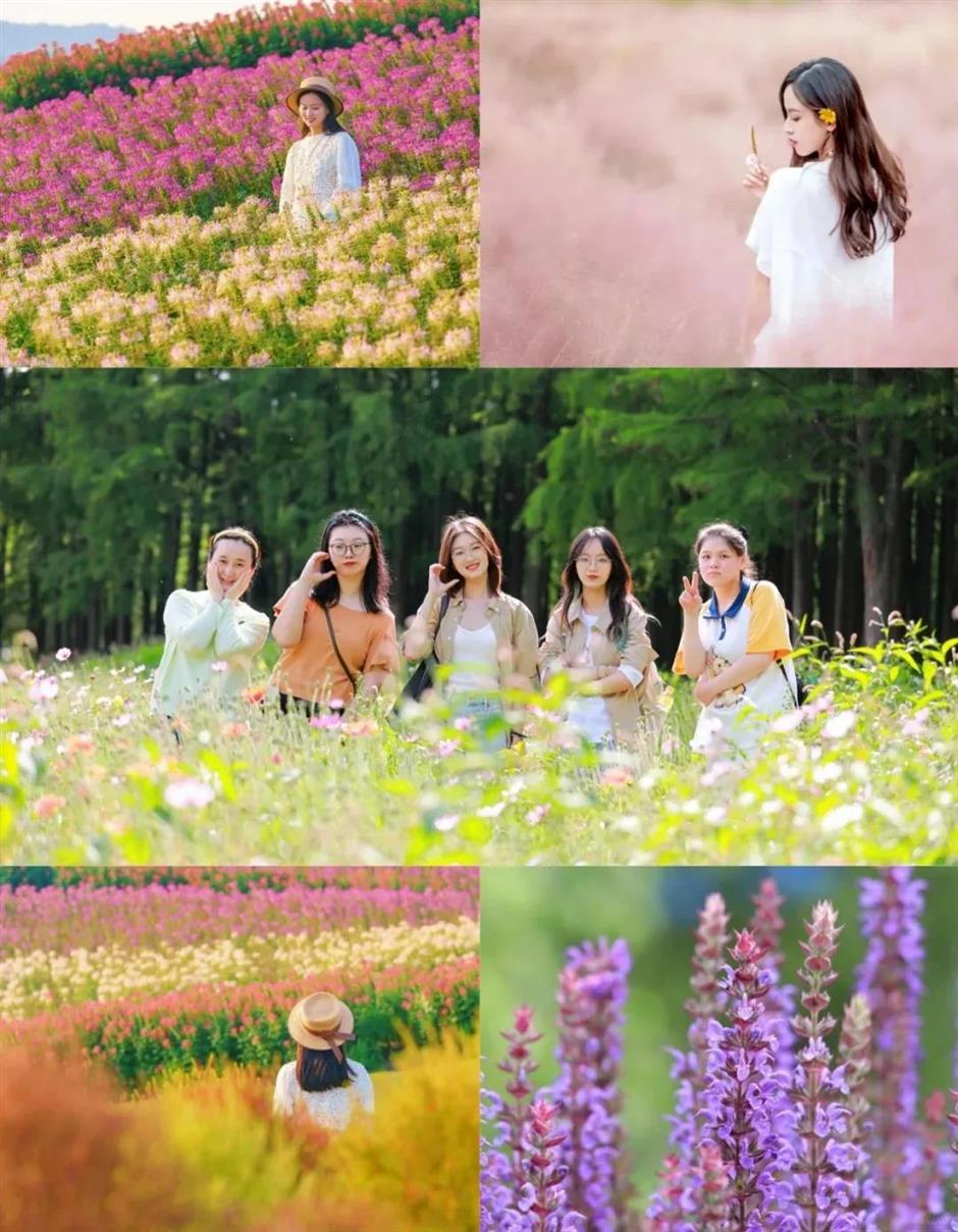 限定花海!這一波絕美秋色別錯過