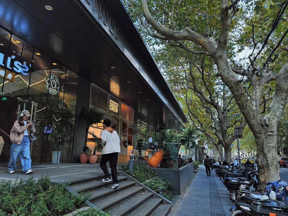 秋日濃度拉滿!去梧桐樹下盪盪小馬路吧