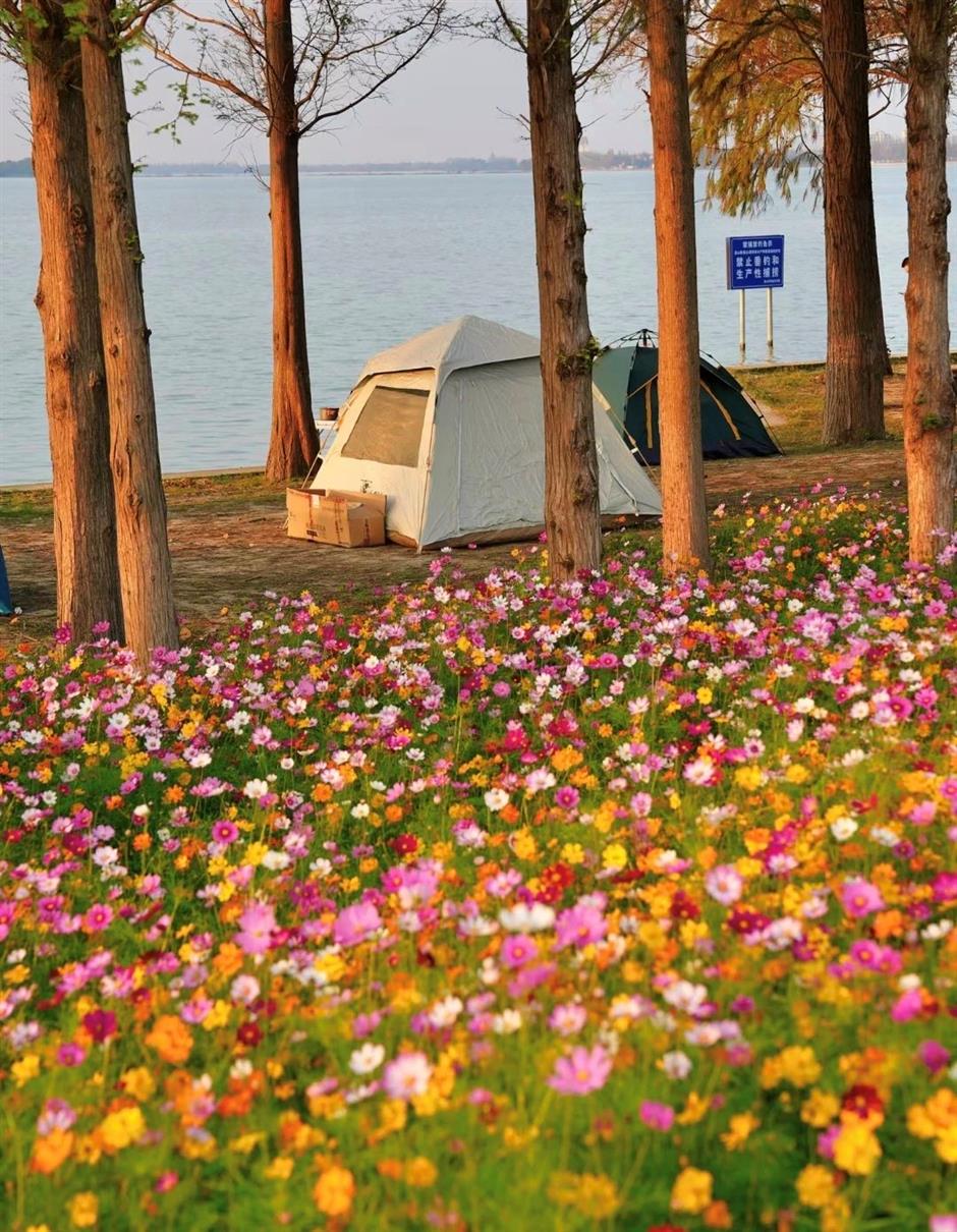 限定花海!這一波絕美秋色別錯過