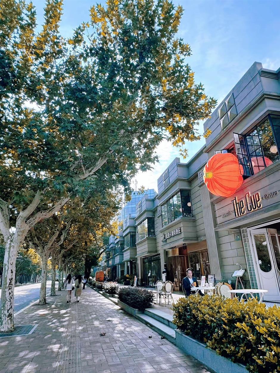 秋日濃度拉滿!去梧桐樹下盪盪小馬路吧