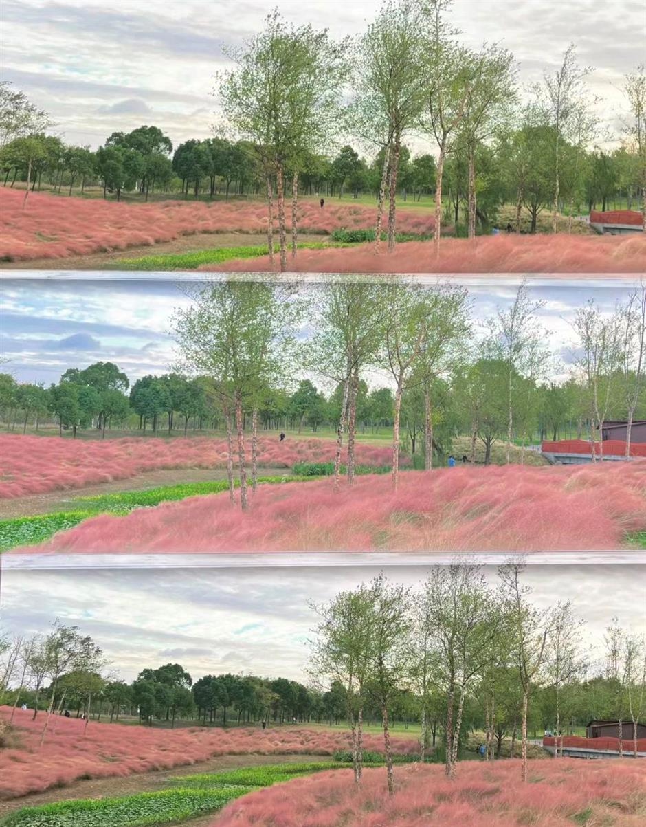 限定花海!這一波絕美秋色別錯過