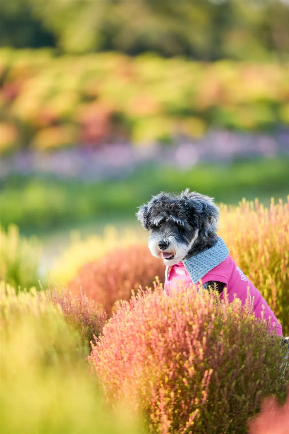 限定花海!這一波絕美秋色別錯過
