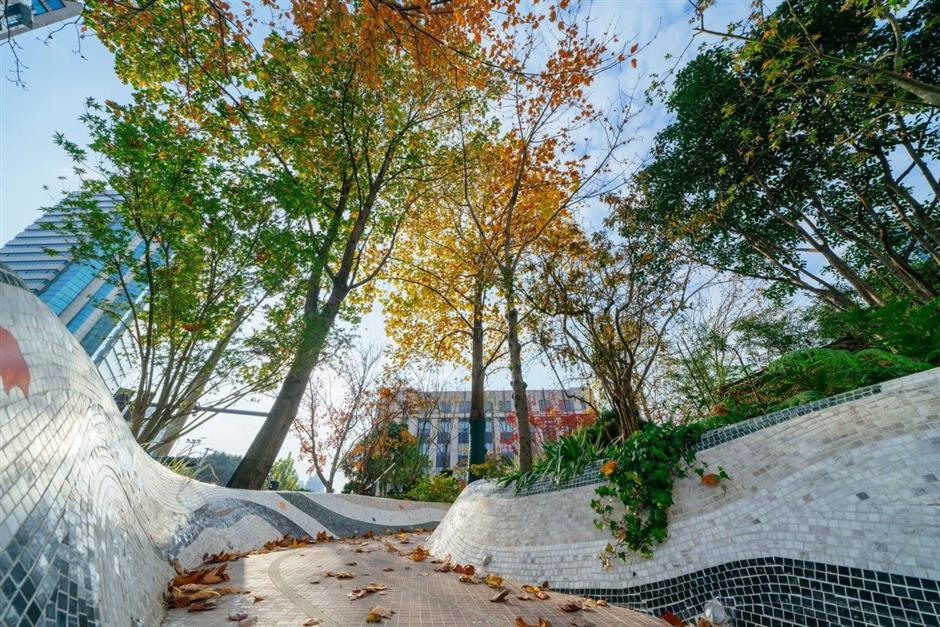 秋日濃度拉滿!去梧桐樹下盪盪小馬路吧