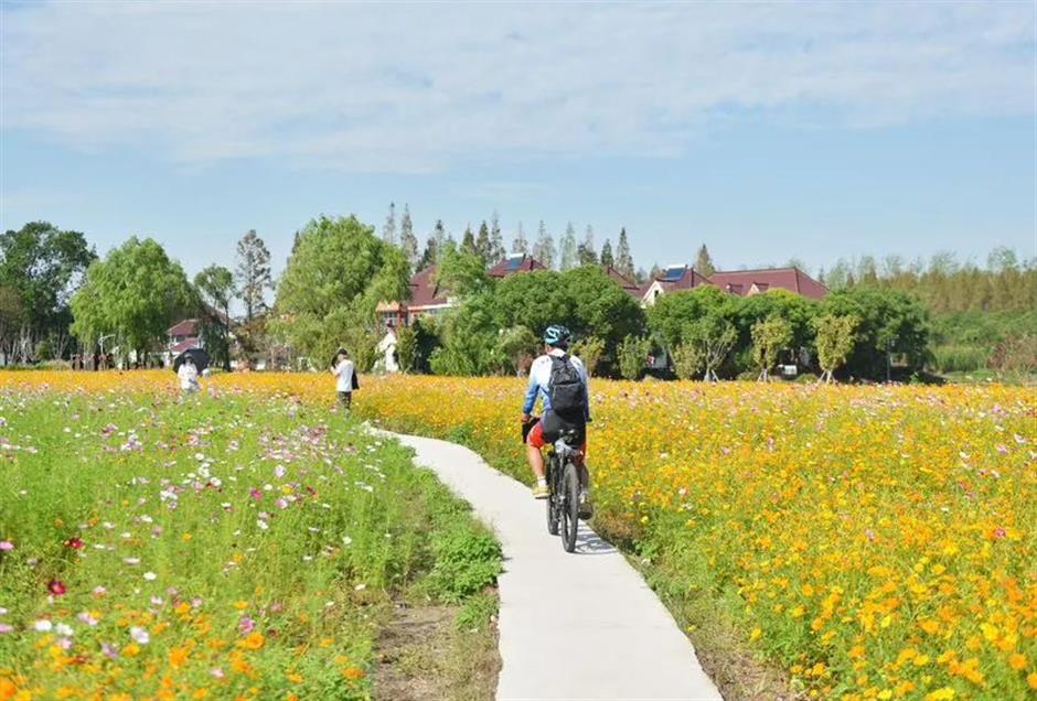 限定花海!這一波絕美秋色別錯過