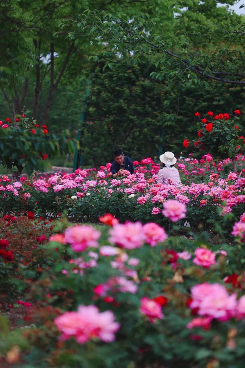 限定花海!這一波絕美秋色別錯過