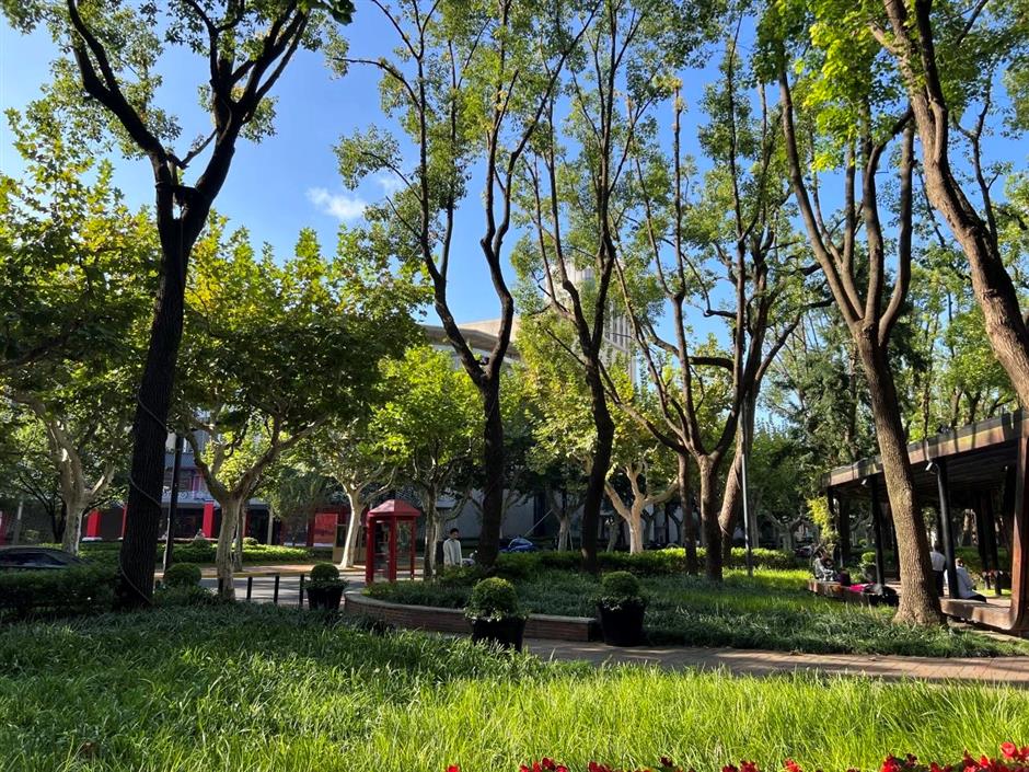 秋日濃度拉滿!去梧桐樹下盪盪小馬路吧