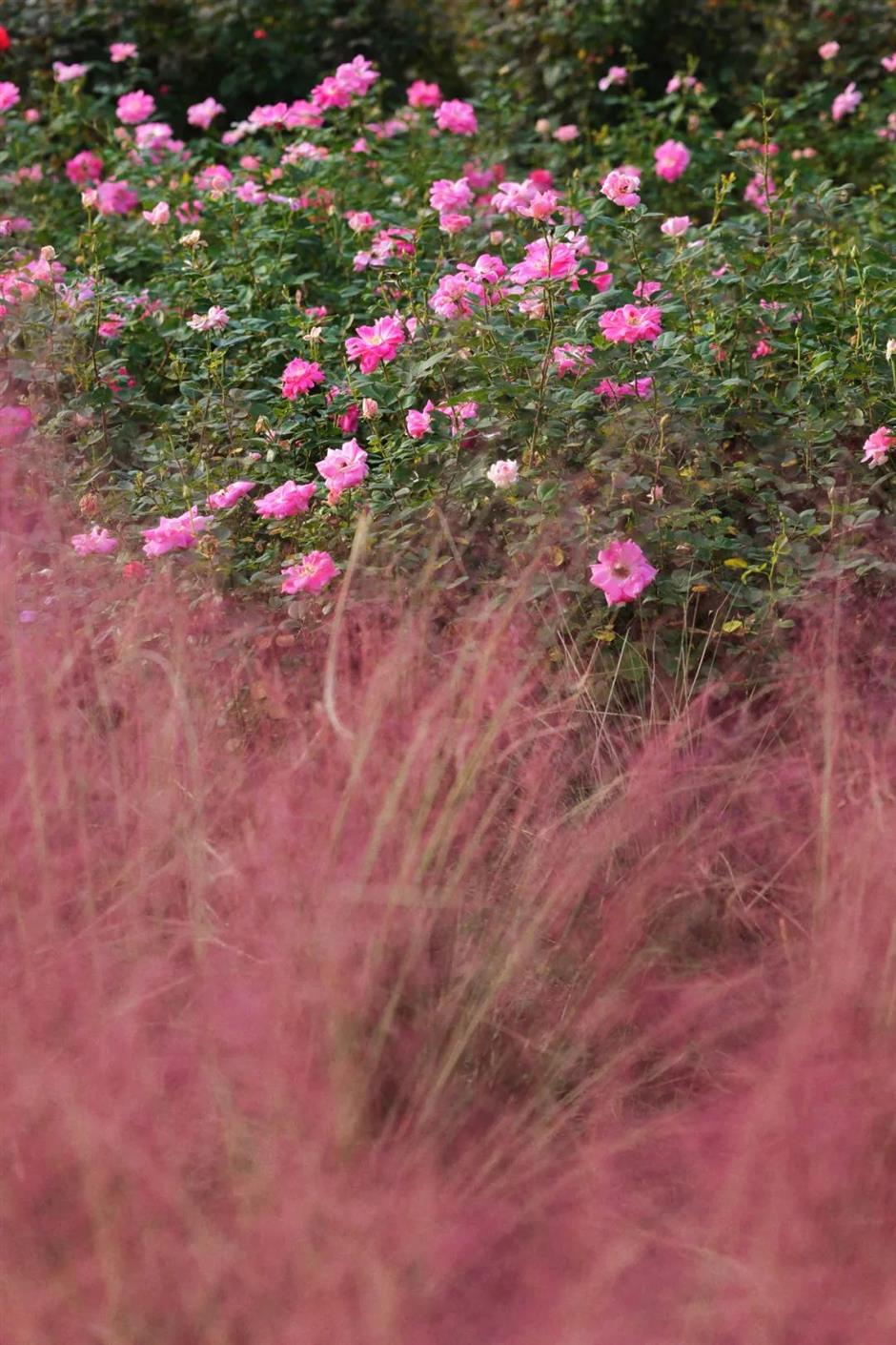 限定花海!這一波絕美秋色別錯過
