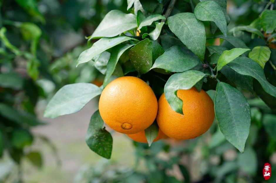 桔子红了,沪郊缤纷活动轮番上演