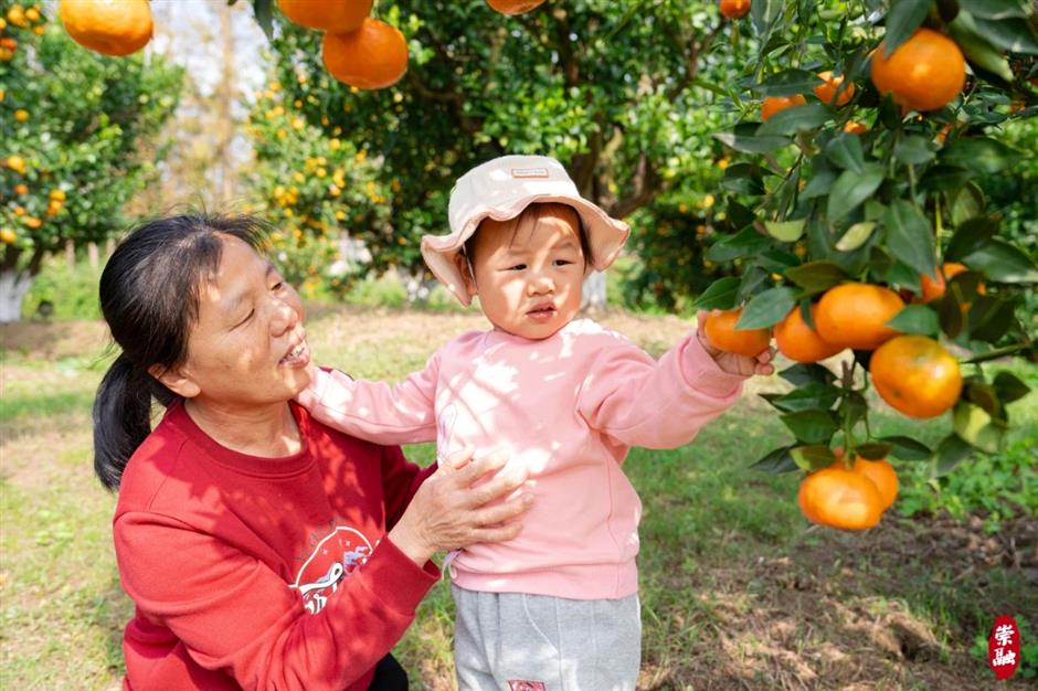 桔子红了,沪郊缤纷活动轮番上演