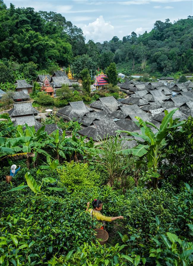 Discovering Pu'er: A Frenchman's Journey to the Terroir of Tea