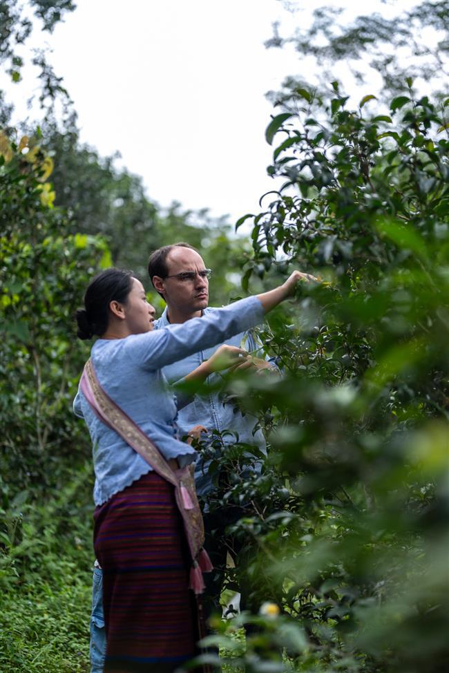 Discovering Pu'er: A Frenchman's Journey to the Terroir of Tea
