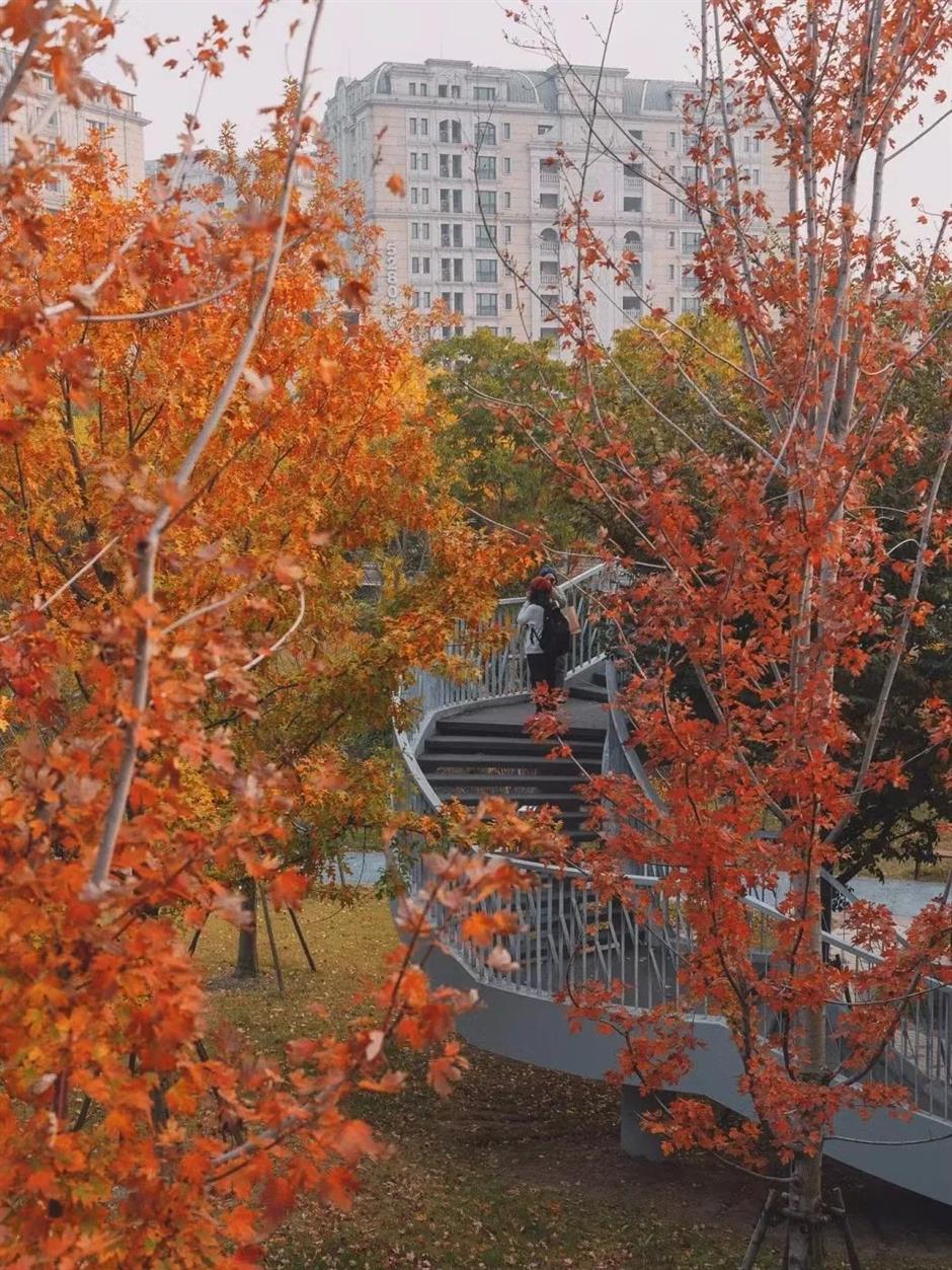 上海市区第一波枫叶红了!这个免费公园通往