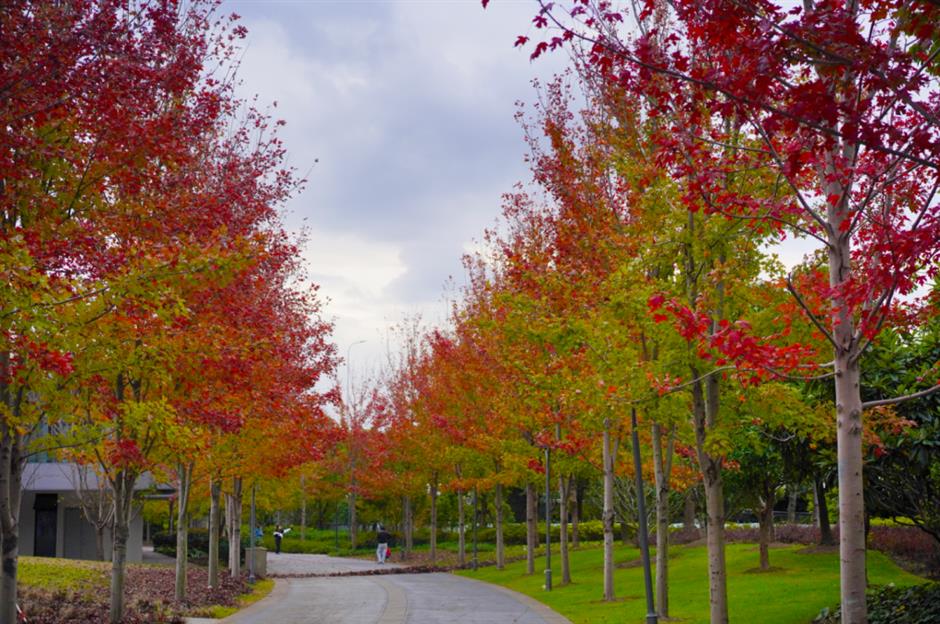 上海市区第一波枫叶红了!这个免费公园通往