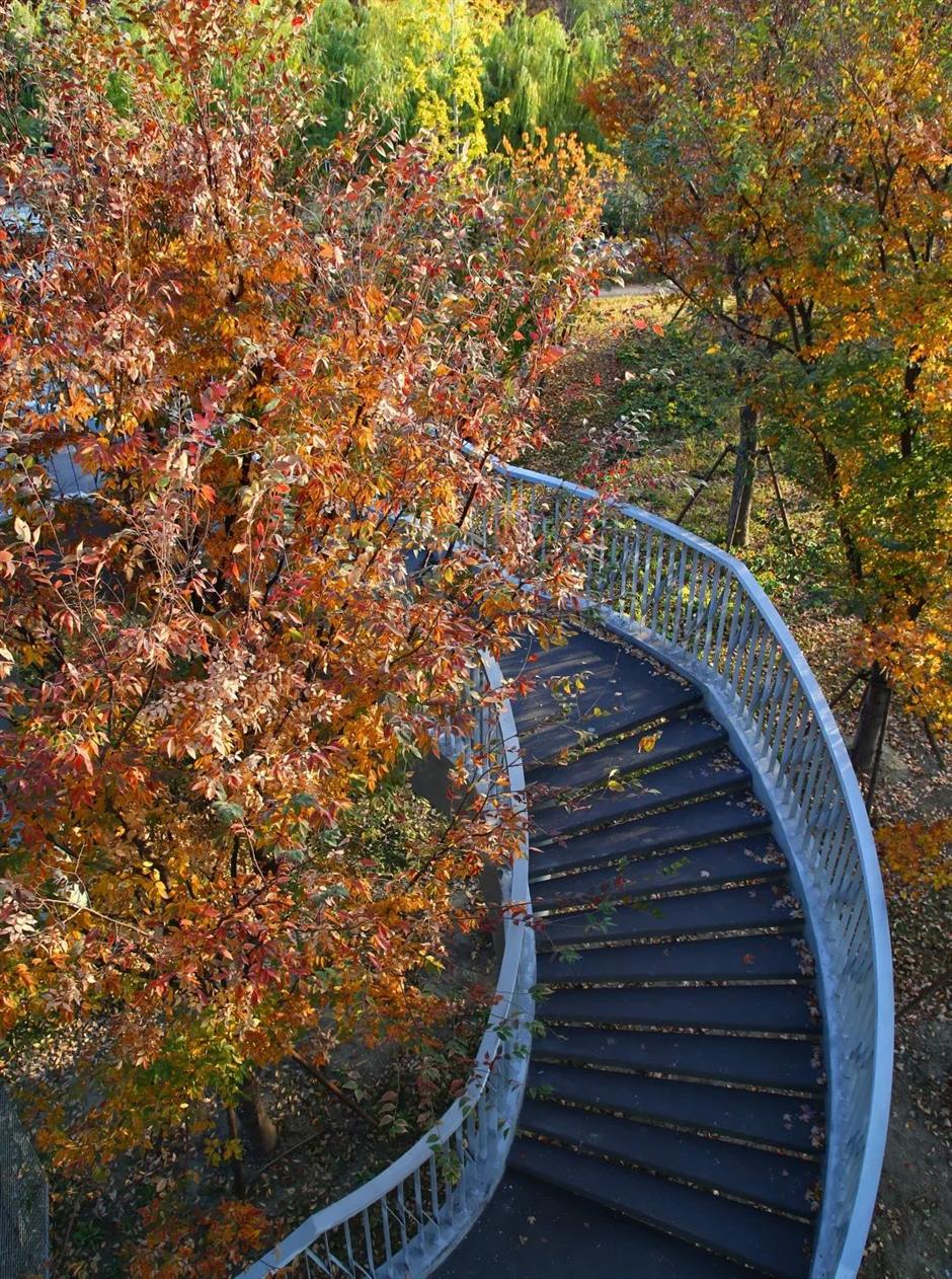 上海市区第一波枫叶红了!这个免费公园通往