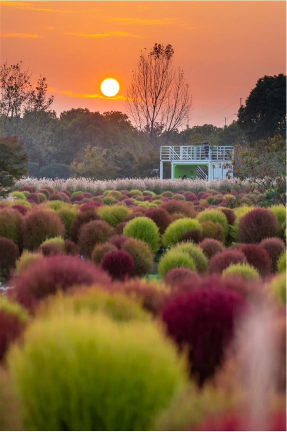 地肤、枫叶、芦花……上海这个公园秋日氛围感已达99%!