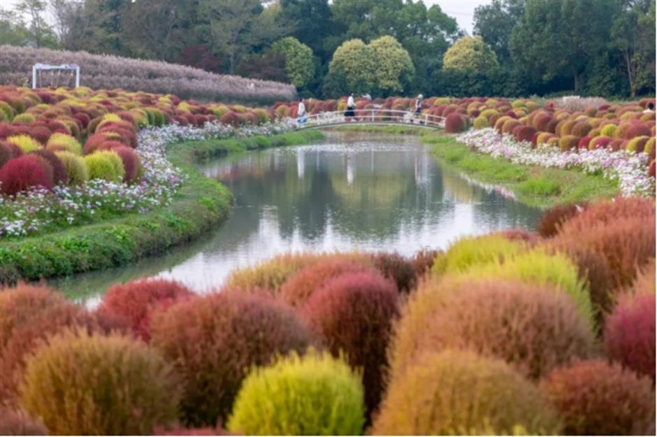 地肤、枫叶、芦花……上海这个公园秋日氛围感已达99%!