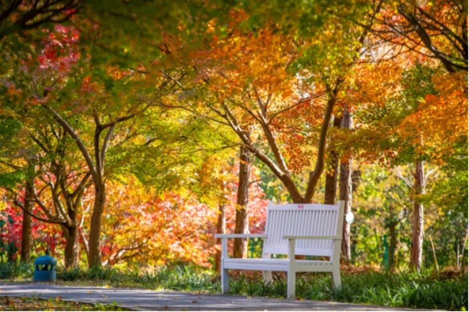 地肤、枫叶、芦花……上海这个公园秋日氛围感已达99%!