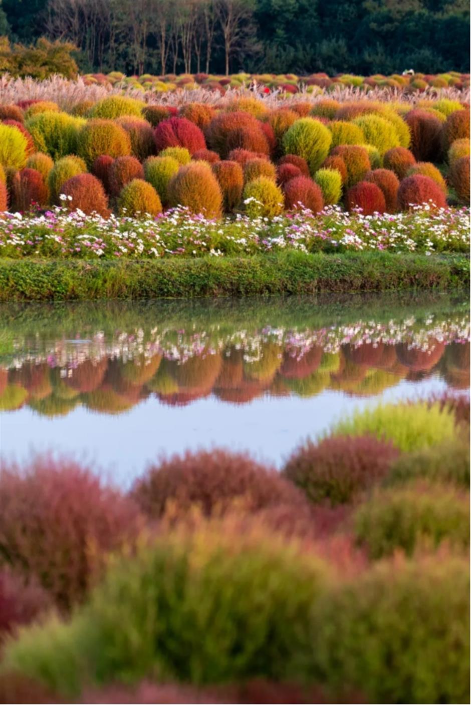 地肤、枫叶、芦花……上海这个公园秋日氛围感已达99%!