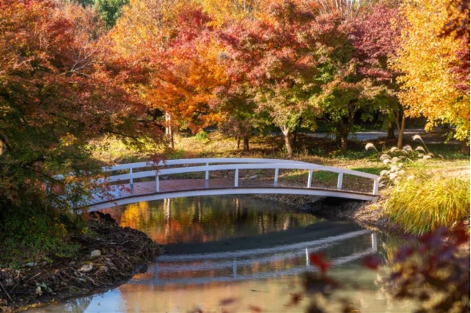 地肤、枫叶、芦花……上海这个公园秋日氛围感已达99%!