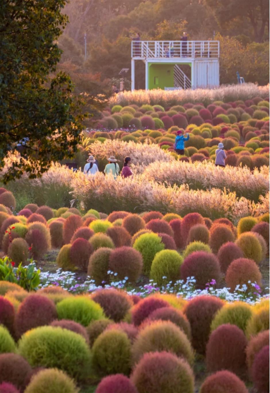 地肤、枫叶、芦花……上海这个公园秋日氛围感已达99%!