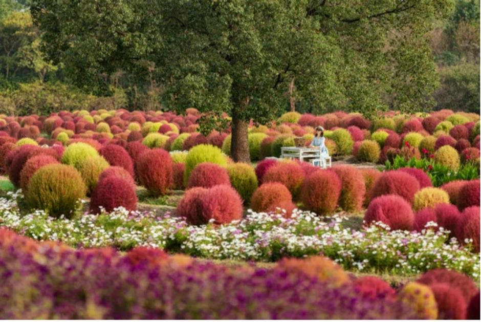 地肤、枫叶、芦花……上海这个公园秋日氛围感已达99%!