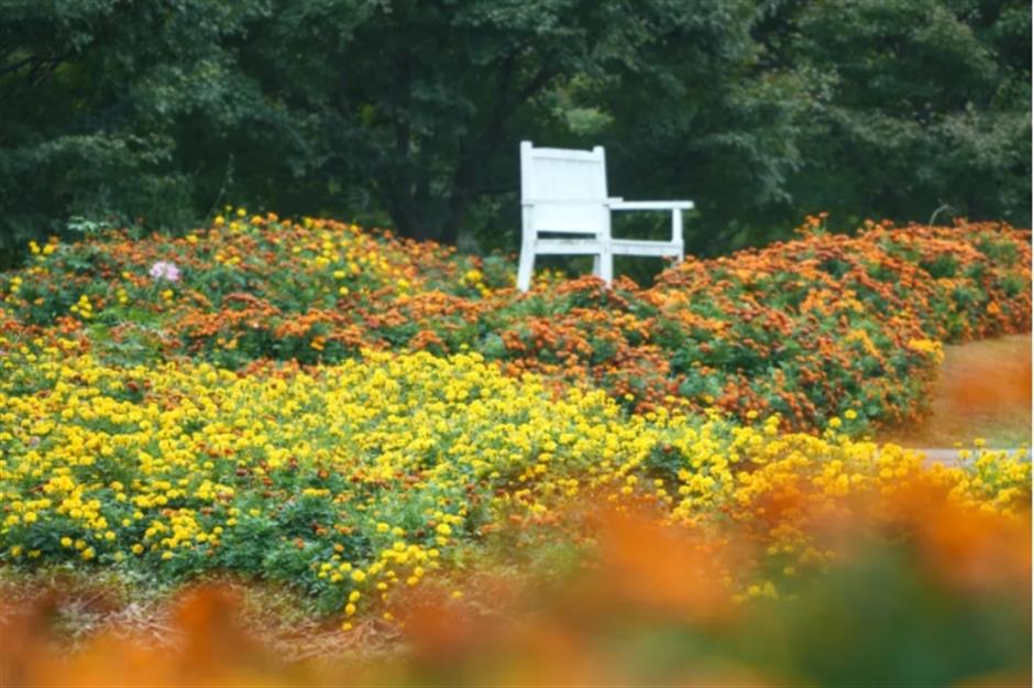 地肤、枫叶、芦花……上海这个公园秋日氛围感已达99%!