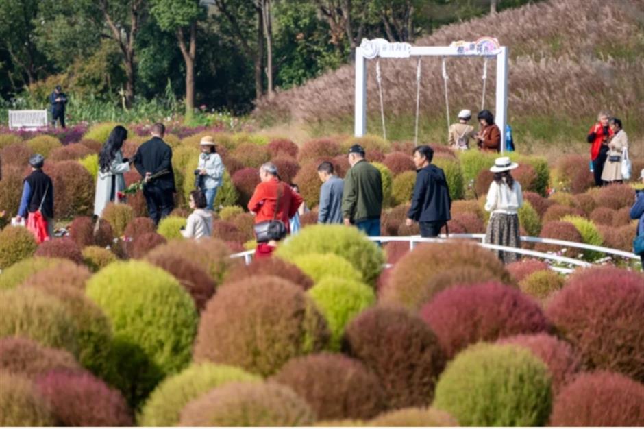 地肤、枫叶、芦花……上海这个公园秋日氛围感已达99%!