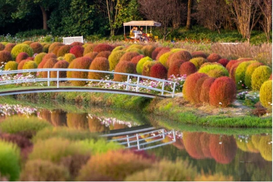 地肤、枫叶、芦花……上海这个公园秋日氛围感已达99%!