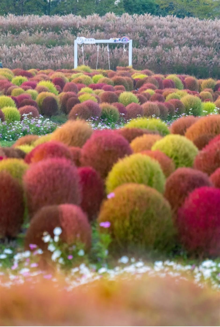 地肤、枫叶、芦花……上海这个公园秋日氛围感已达99%!