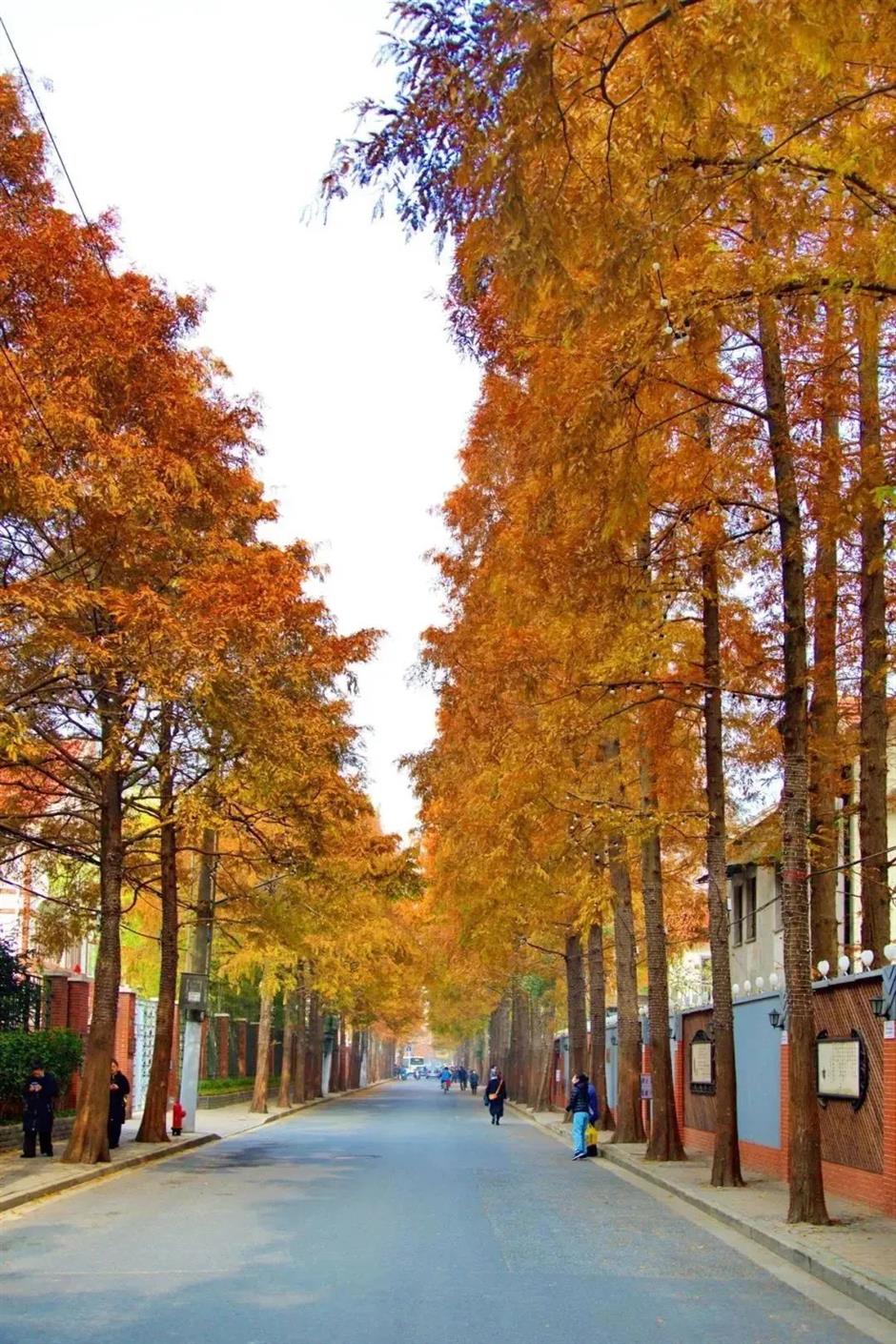 沿着上海小马路,一边Citywalk,一边捡个秋