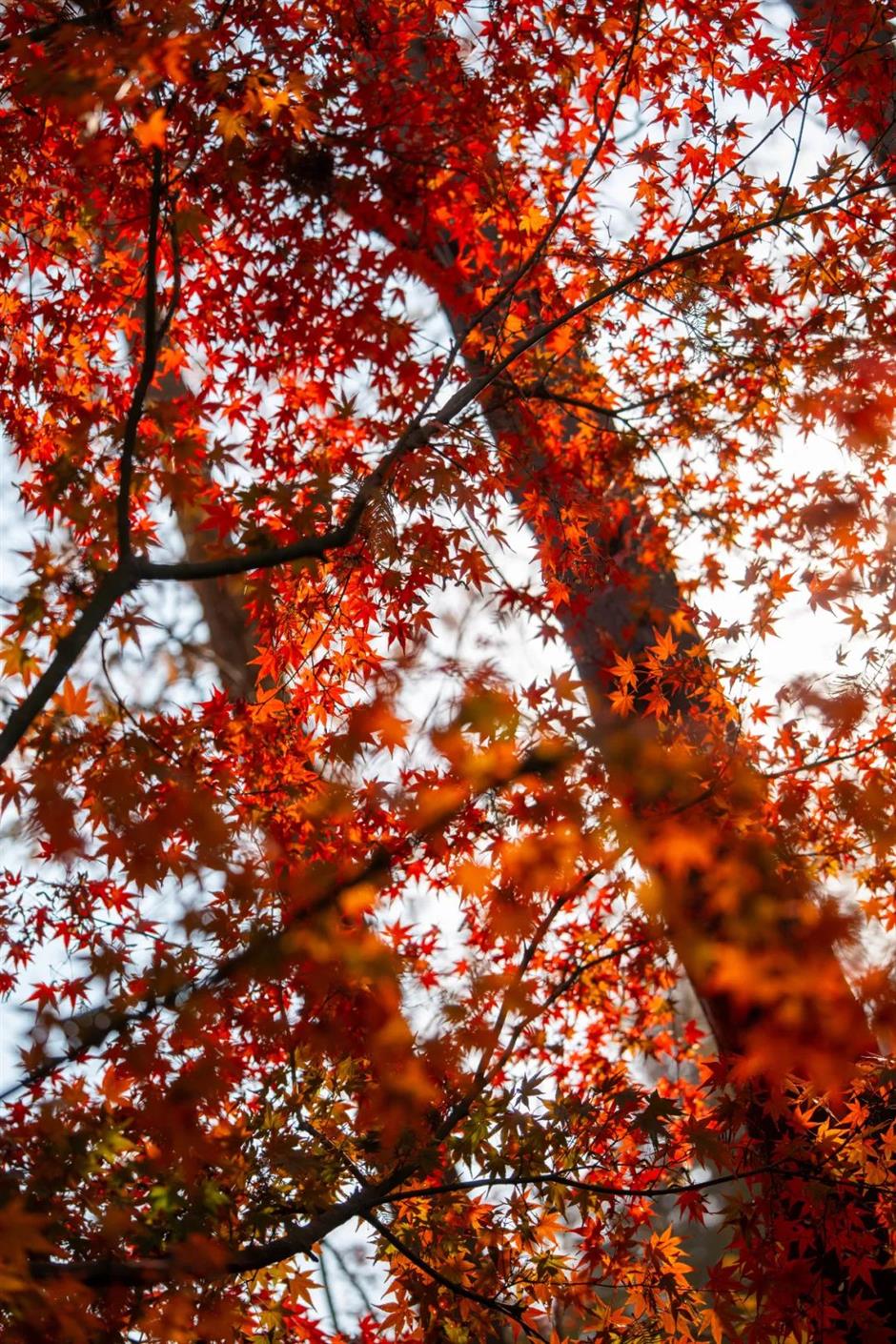即将爆红!上海郊区这些