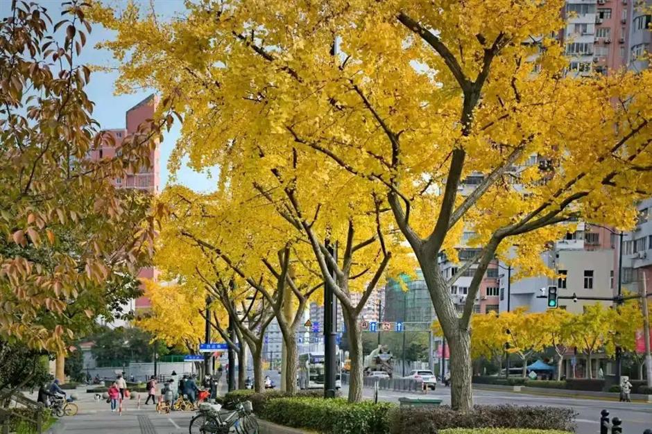 沿着上海小马路,一边Citywalk,一边捡个秋