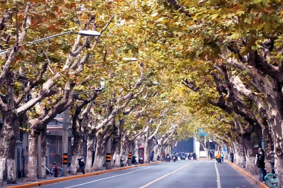 沿着上海小马路,一边Citywalk,一边捡个秋