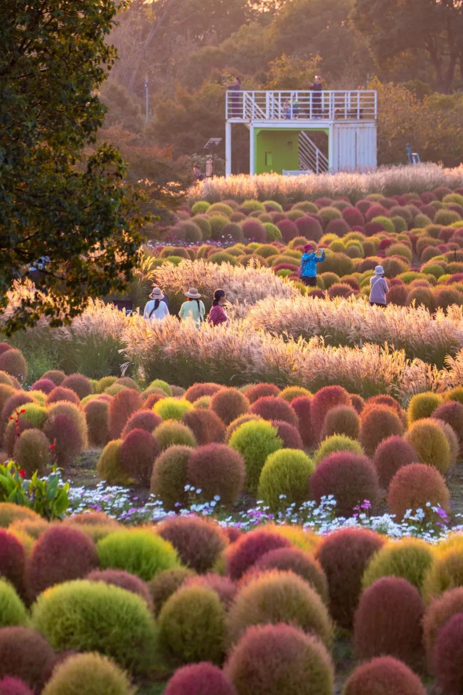错过等一年!这波秋日网红花海红了