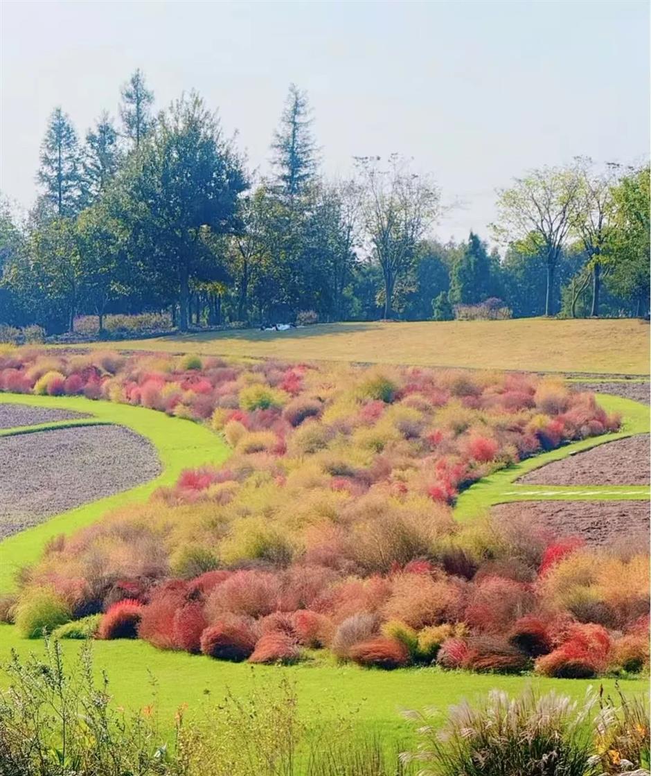 错过等一年!这波秋日网红花海红了